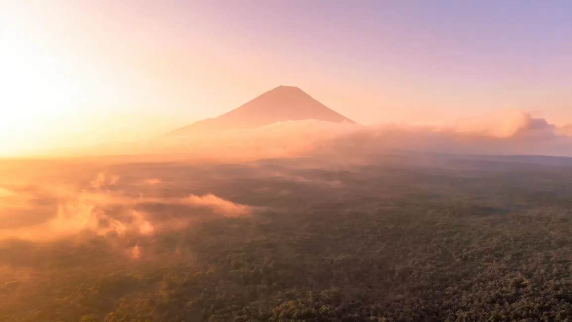 Aokigahara Forest