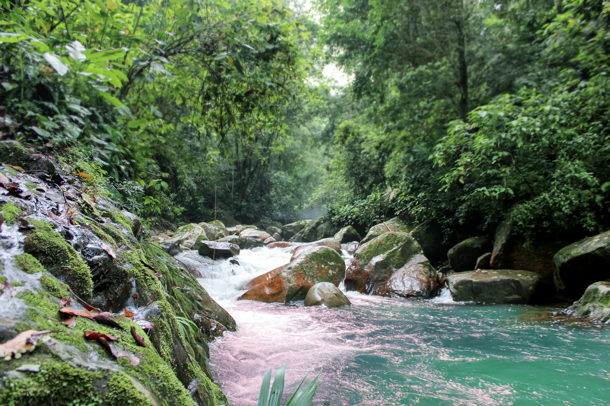 Caño Cristales landscape