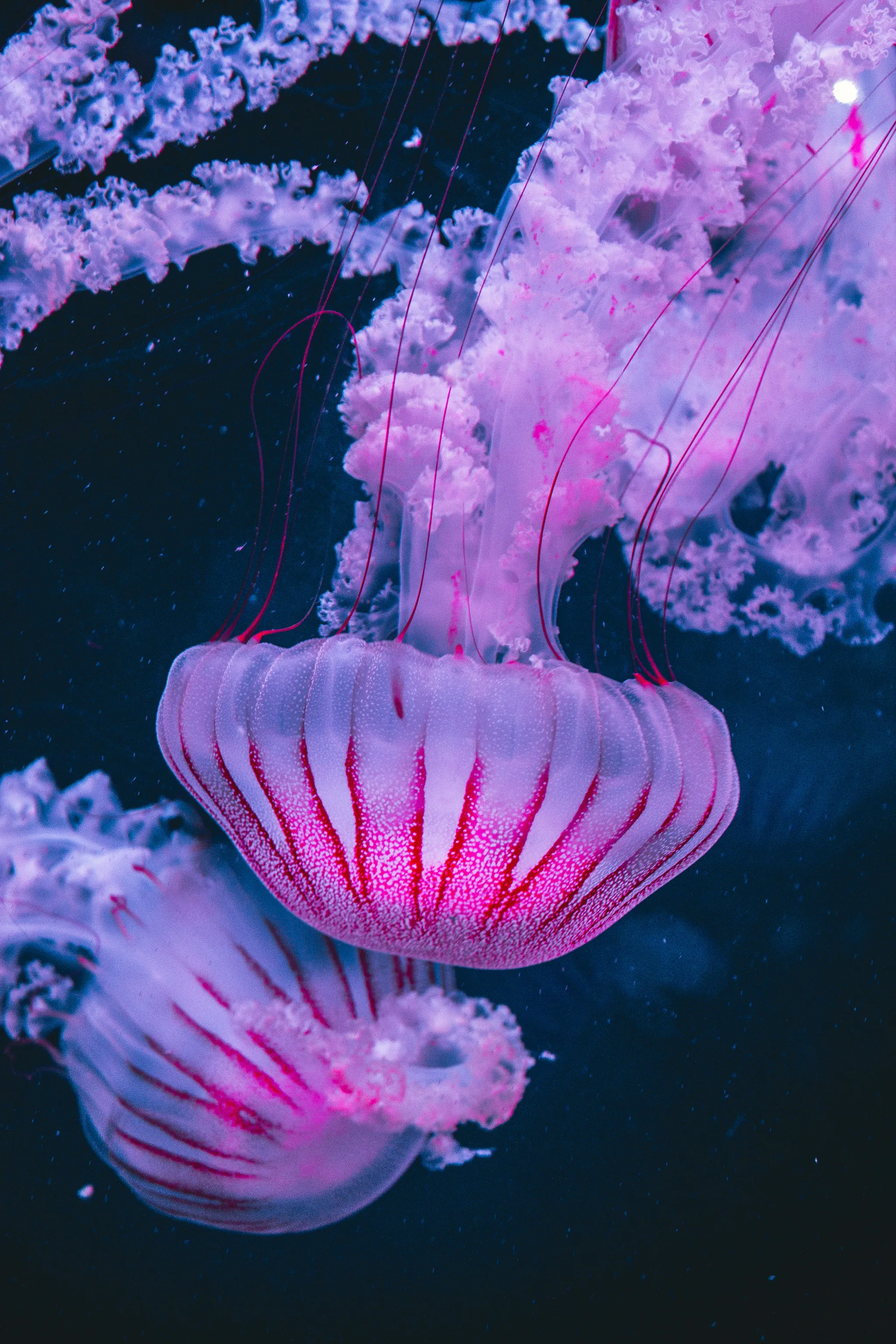 Jellyfish Lake landscape