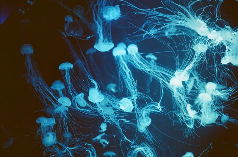 Jellyfish Lake