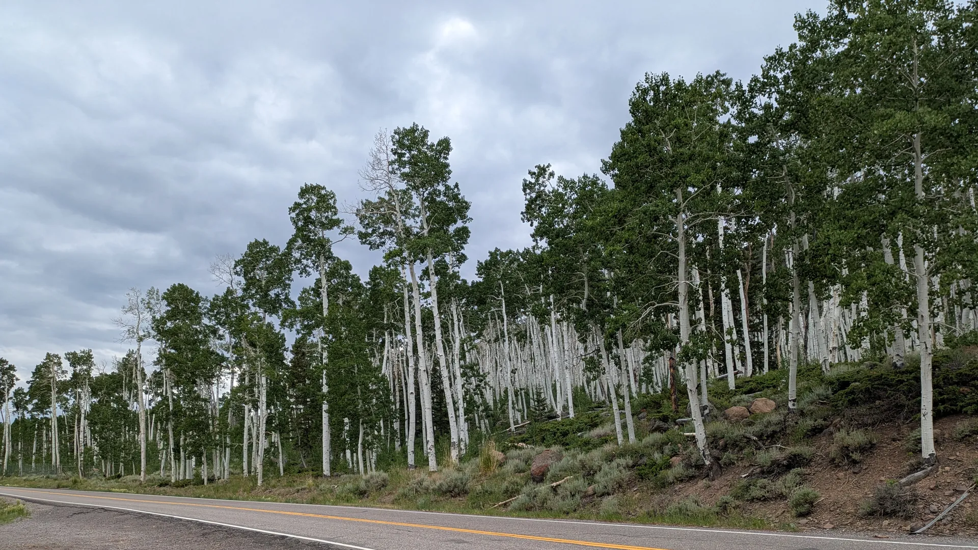 Pando landscape