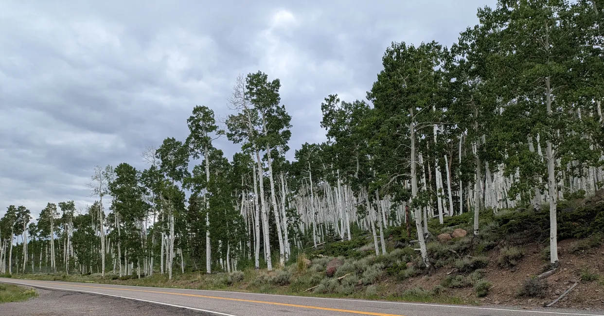 Pando