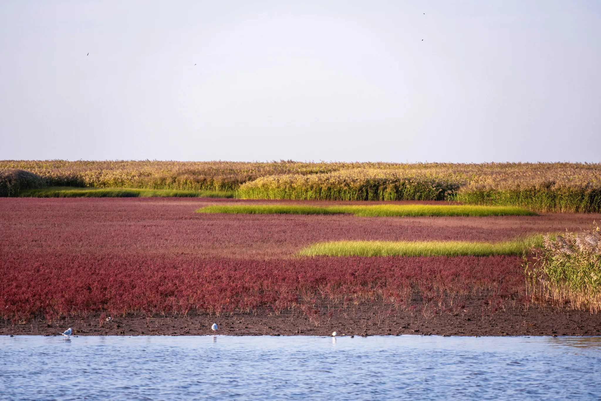 Red Beach Panjin landscape