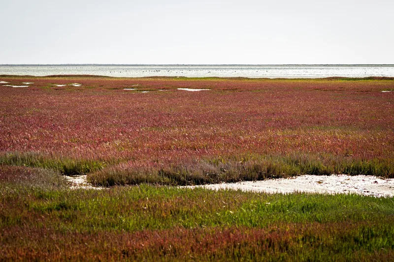 Red Beach Panjin