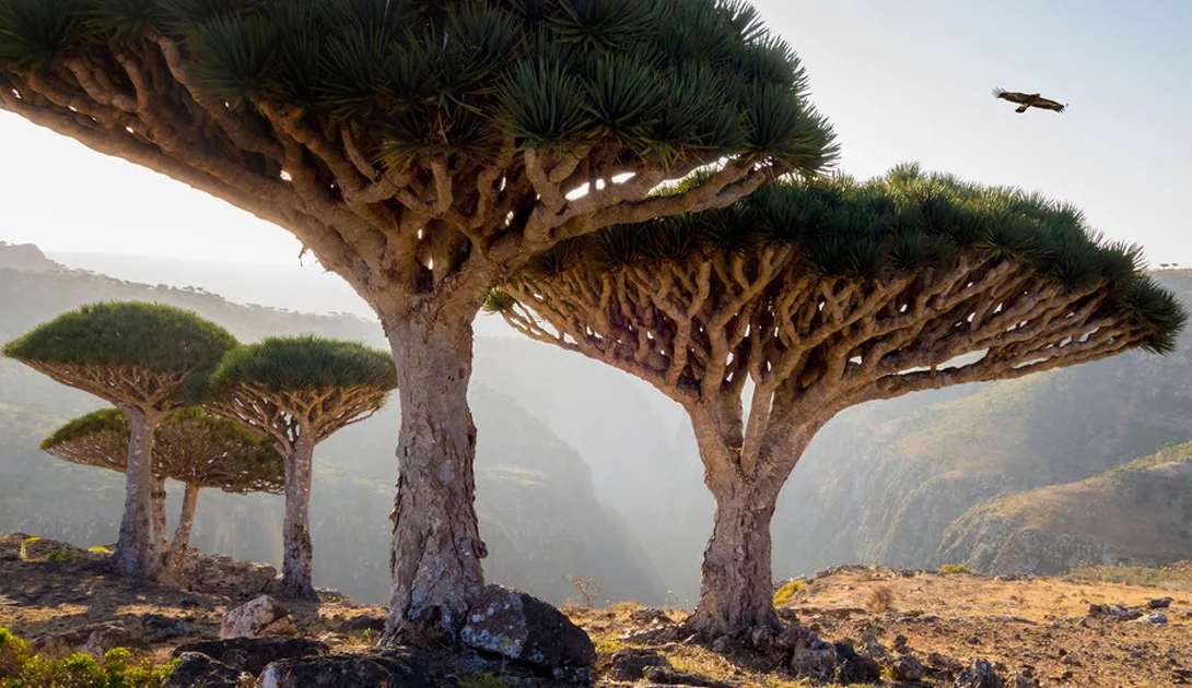 Socotra Island landscape