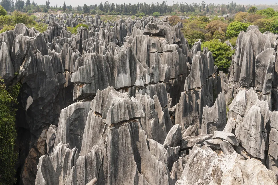 Stone Forest