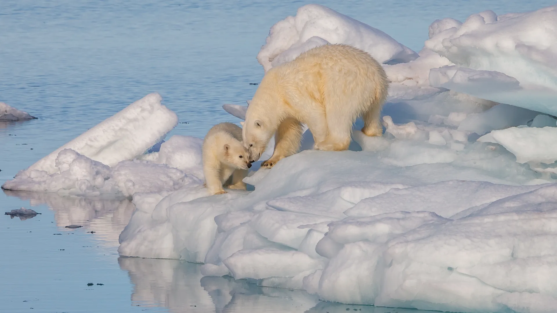 Svalbard landscape