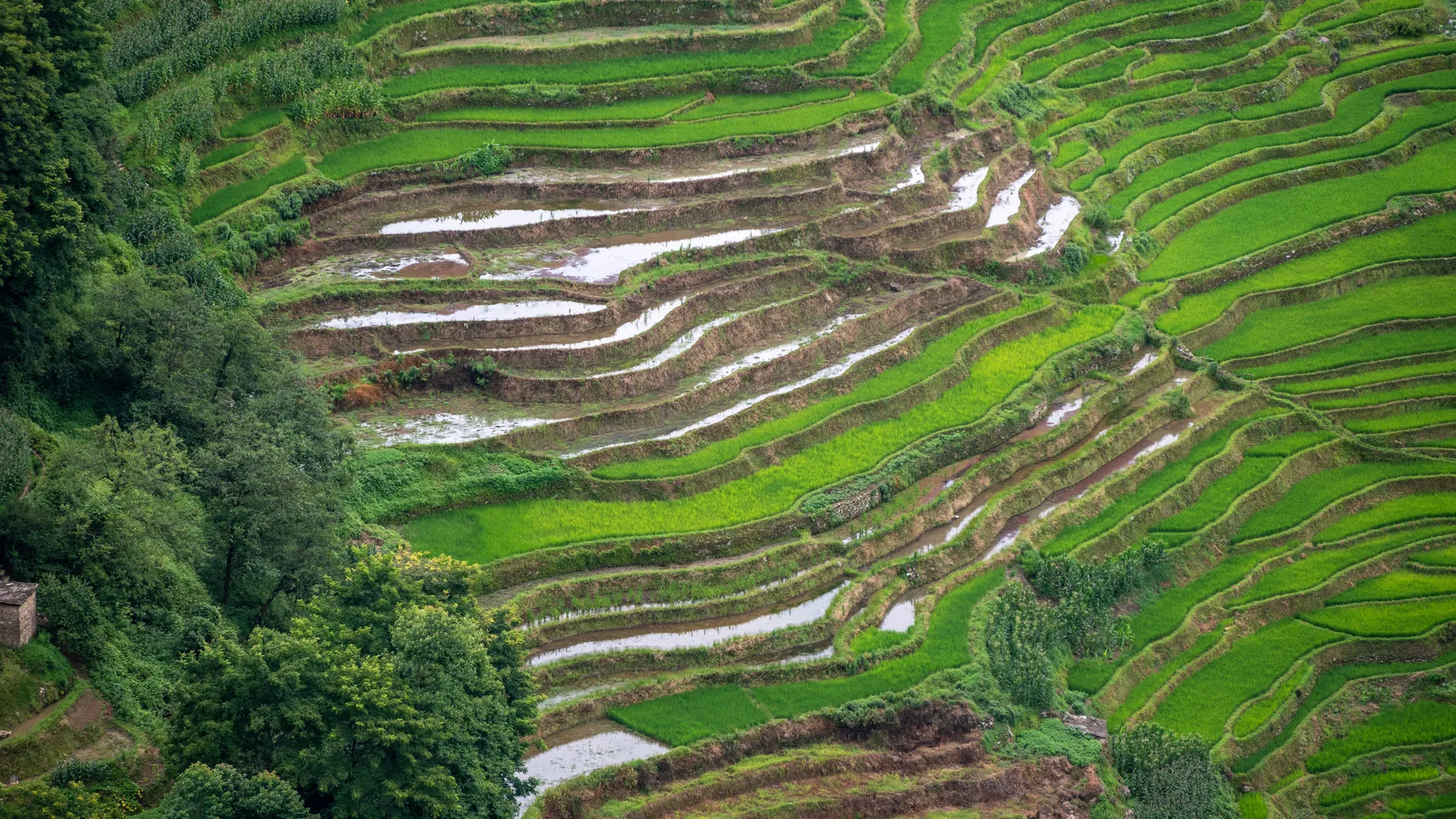 Yuanyang Rice Terraces landscape