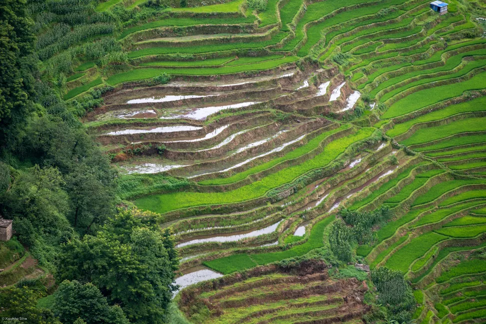 Yuanyang Rice Terraces